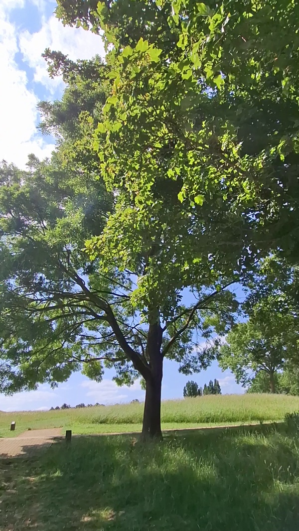 photo de l'arbre