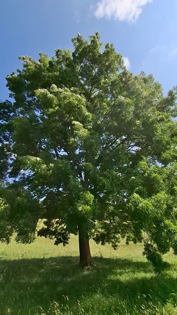 photo de l'arbre