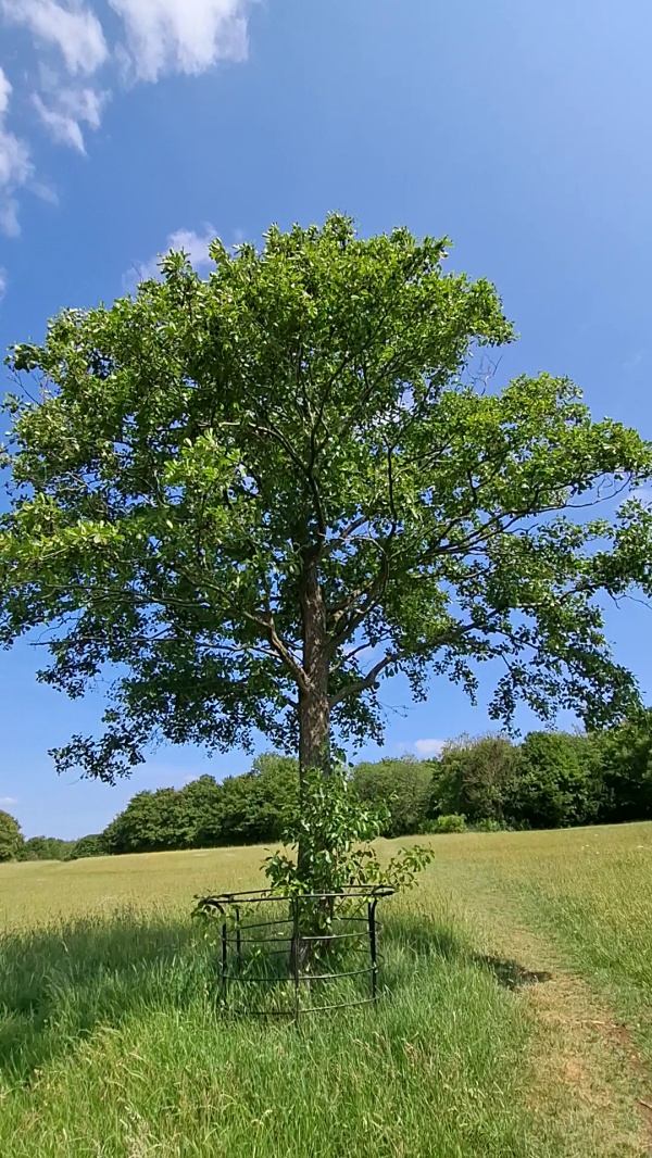photo de l'arbre