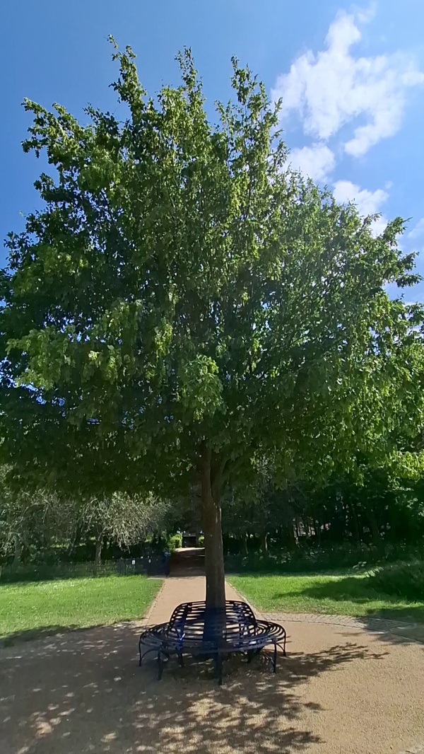 photo de l'arbre