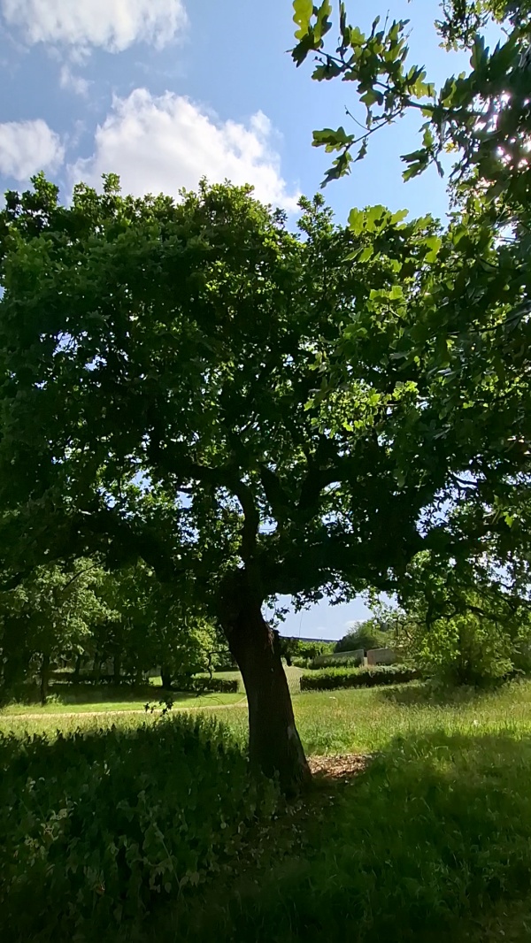 photo de l'arbre