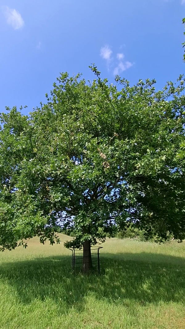 photo de l'arbre