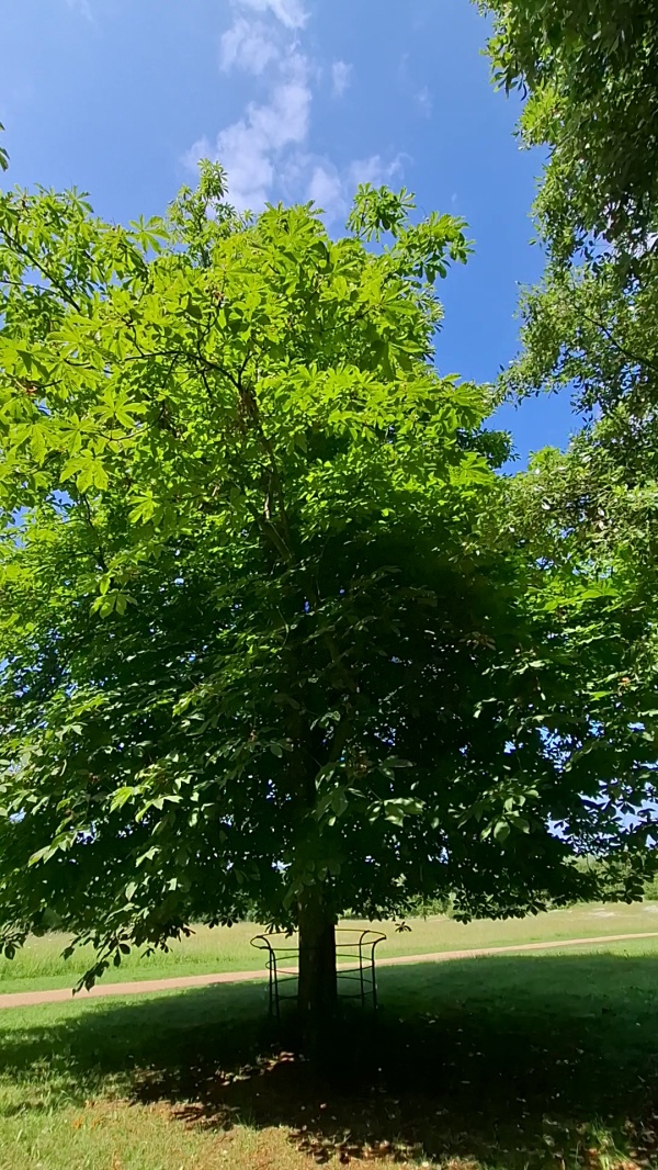 photo de l'arbre