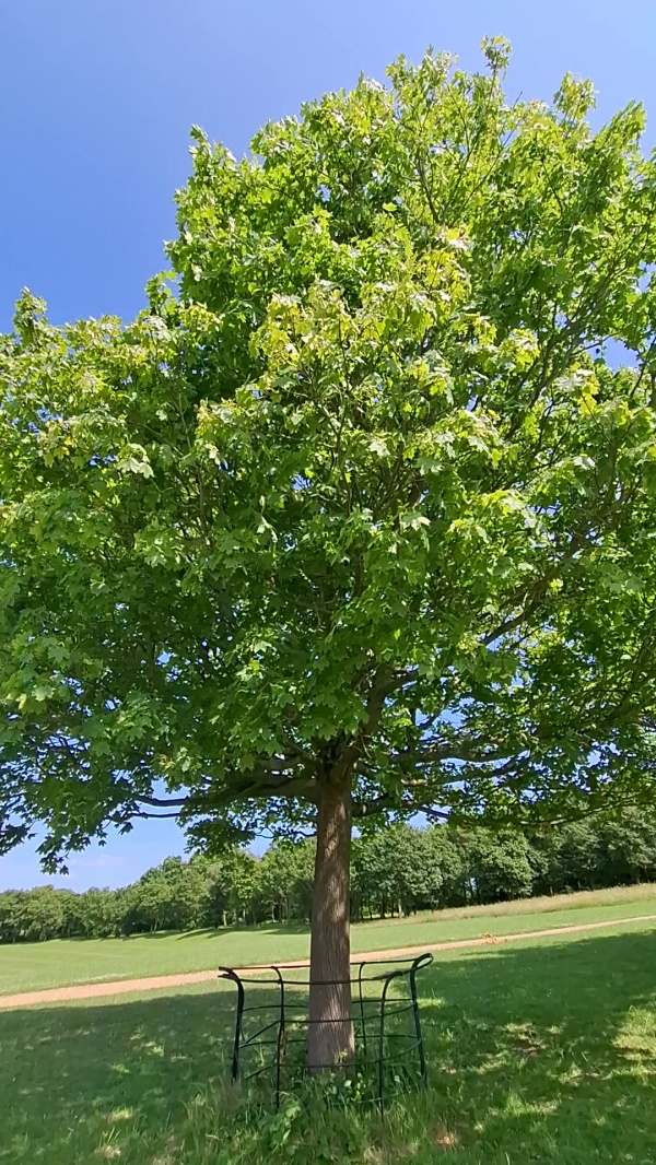 photo de l'arbre