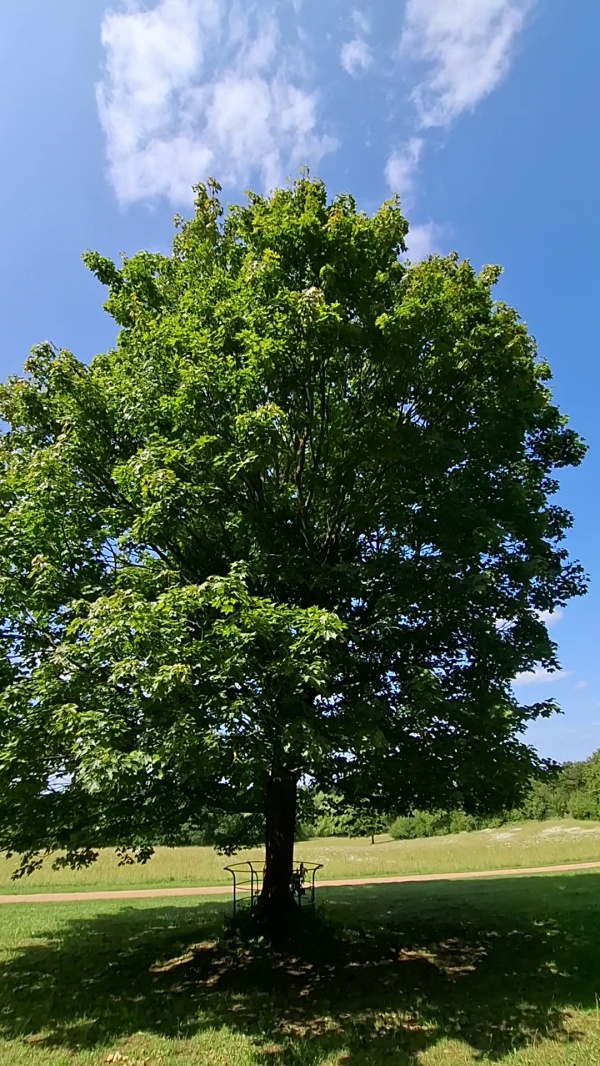 photo de l'arbre