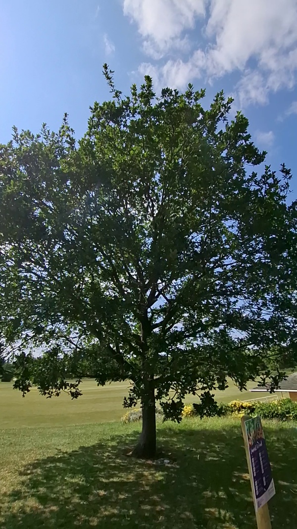 photo de l'arbre