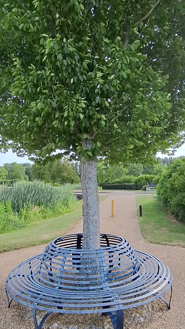 photo de l'arbre