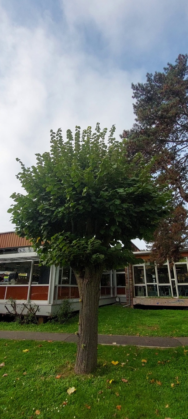 photo de l'arbre