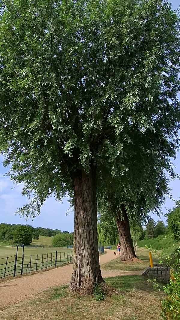 photo de l'arbre