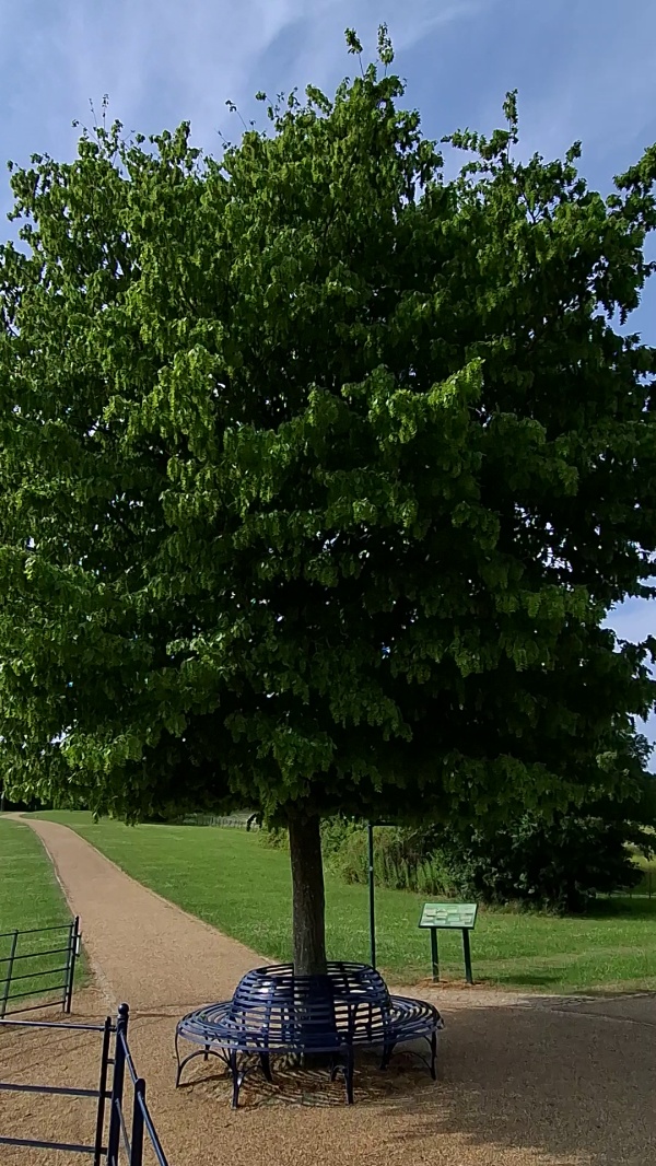 photo de l'arbre