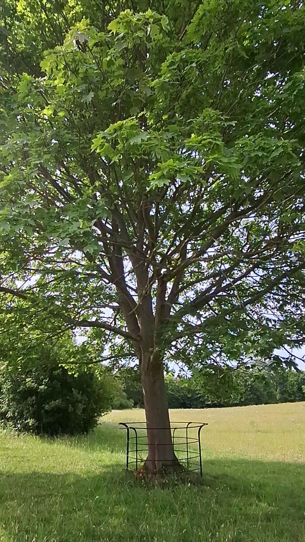 photo de l'arbre
