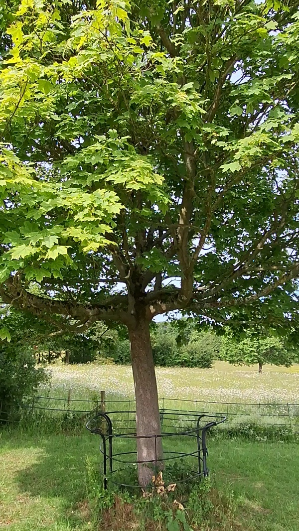 photo de l'arbre
