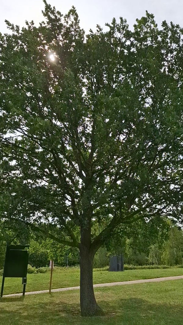 photo de l'arbre