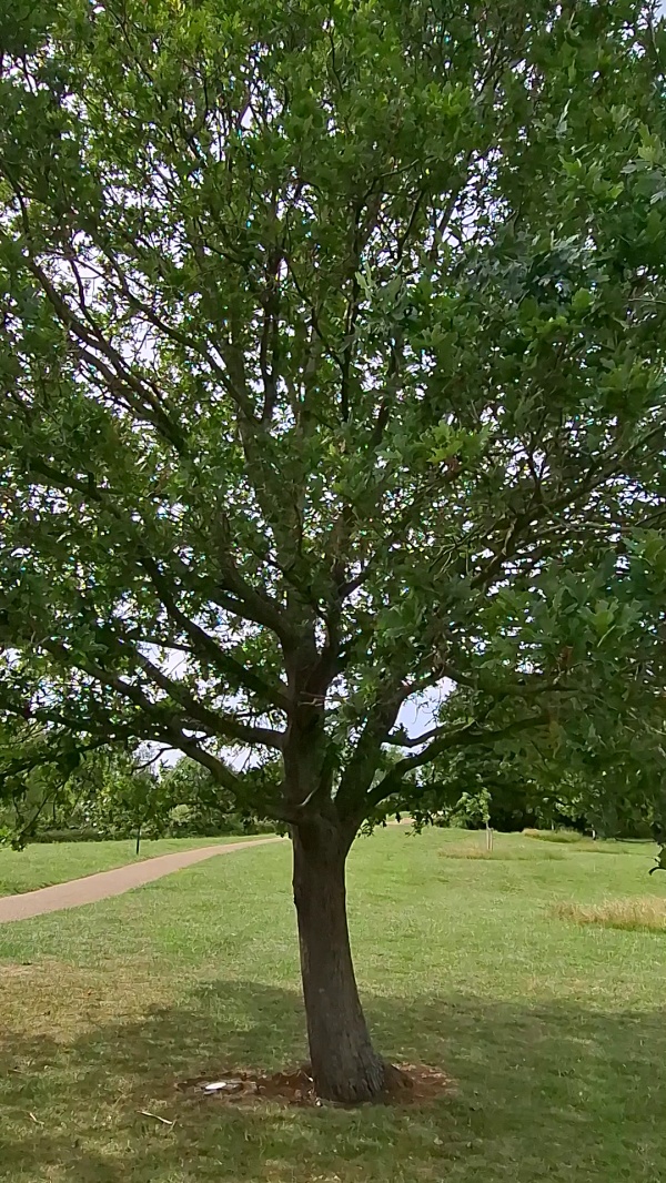 photo de l'arbre