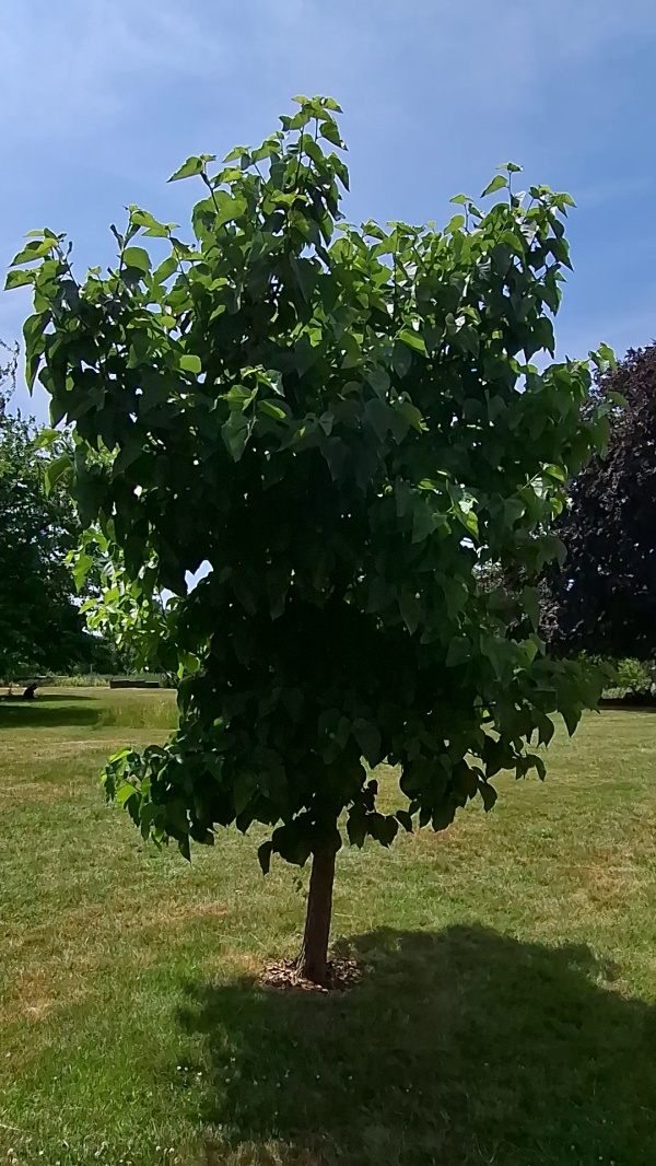 photo de l'arbre