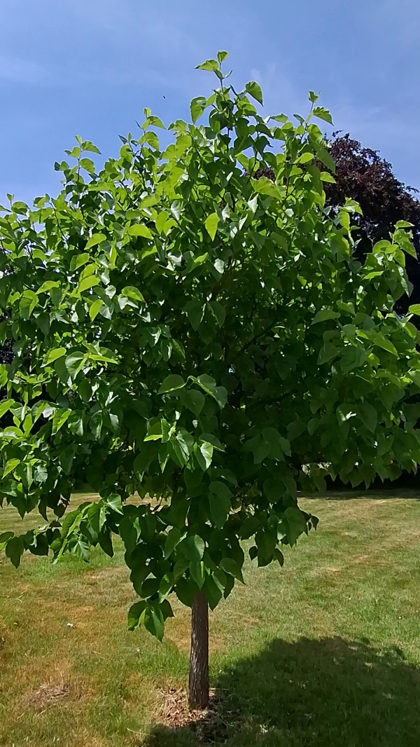 photo de l'arbre