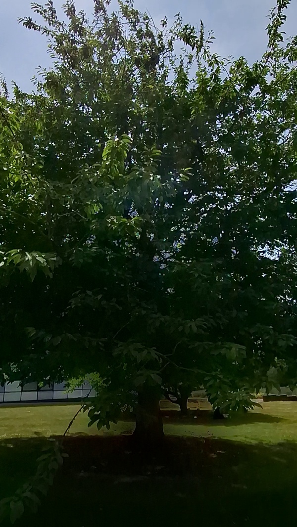 photo de l'arbre