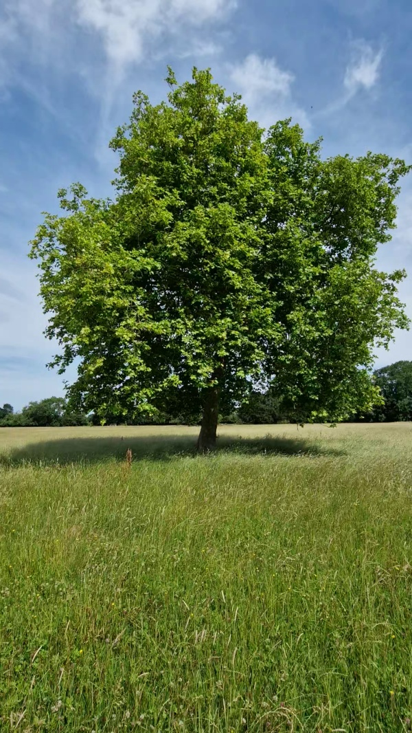 photo de l'arbre