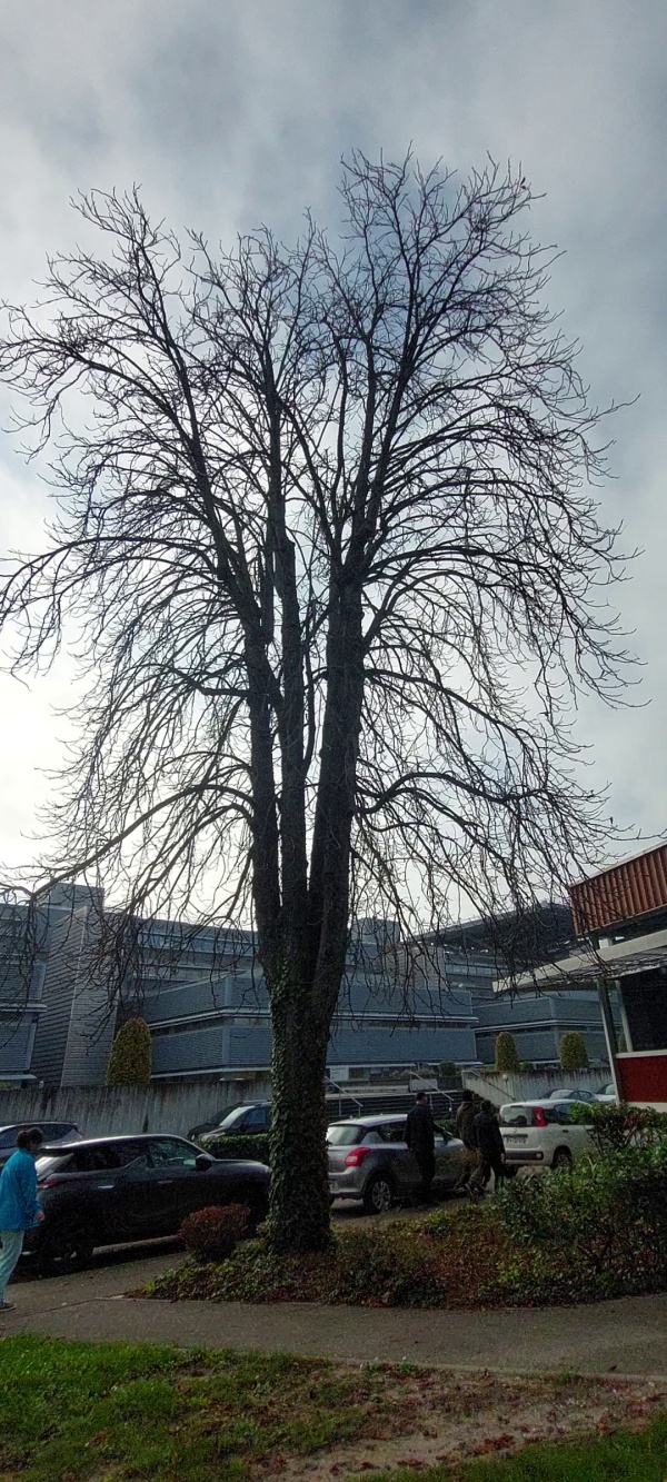 photo de l'arbre