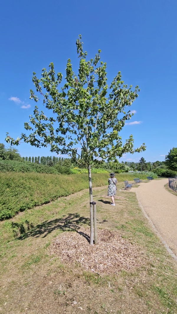 photo de l'arbre