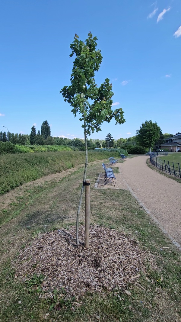 photo de l'arbre