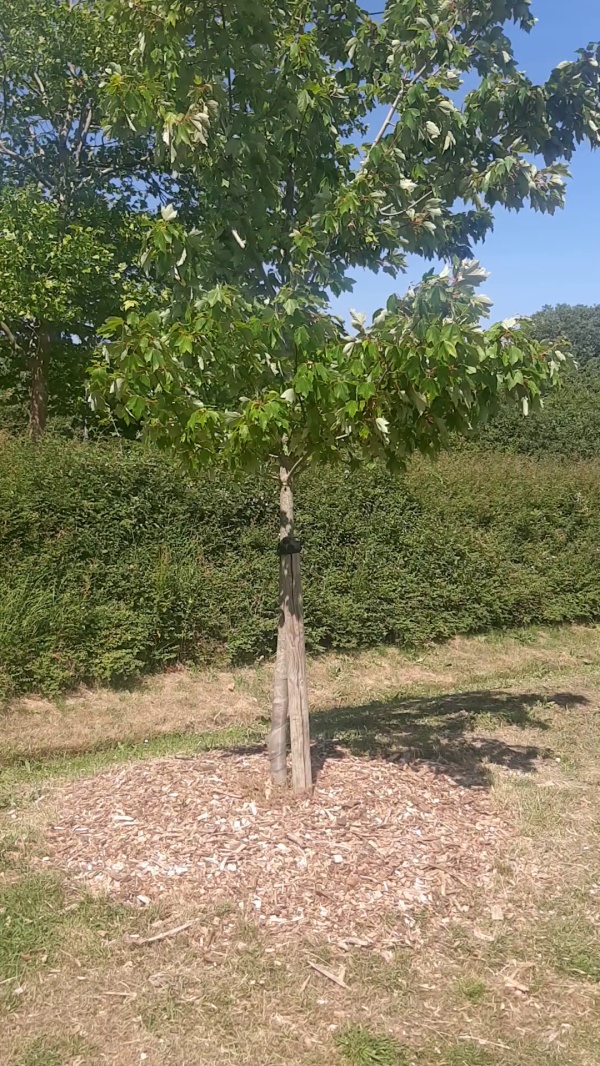 photo de l'arbre
