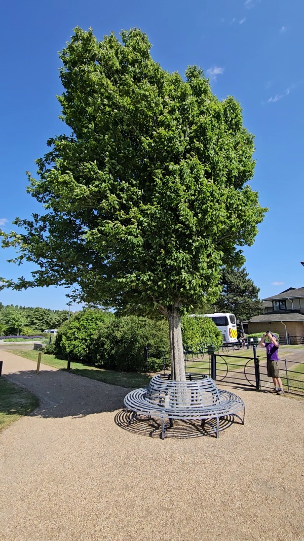 photo de l'arbre