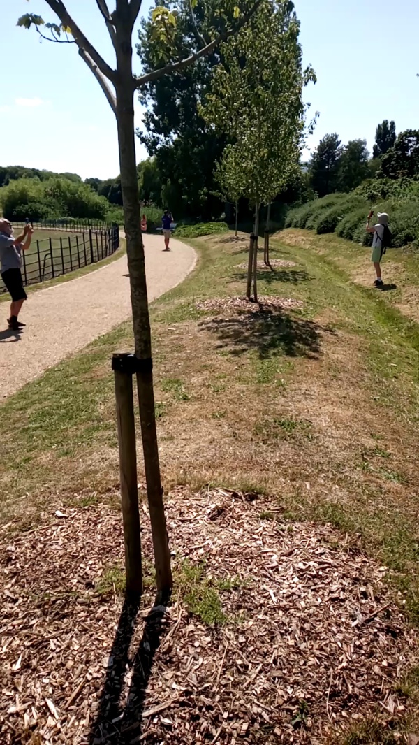 photo de l'arbre
