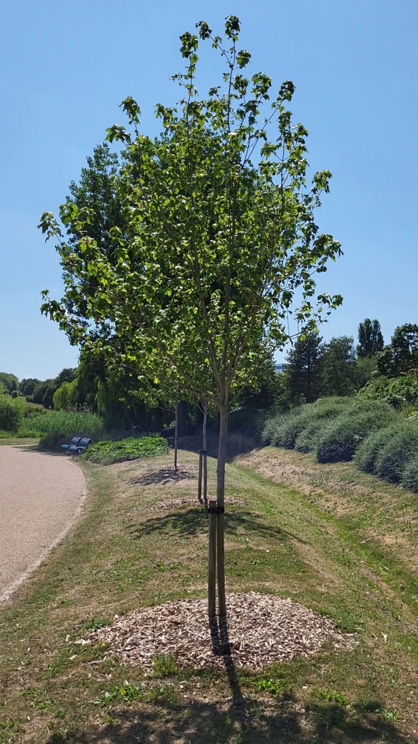 photo de l'arbre