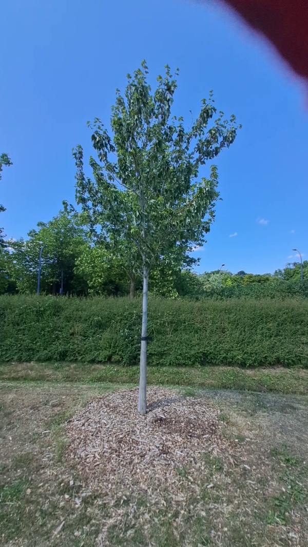 photo de l'arbre