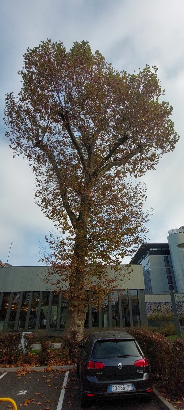 photo de l'arbre