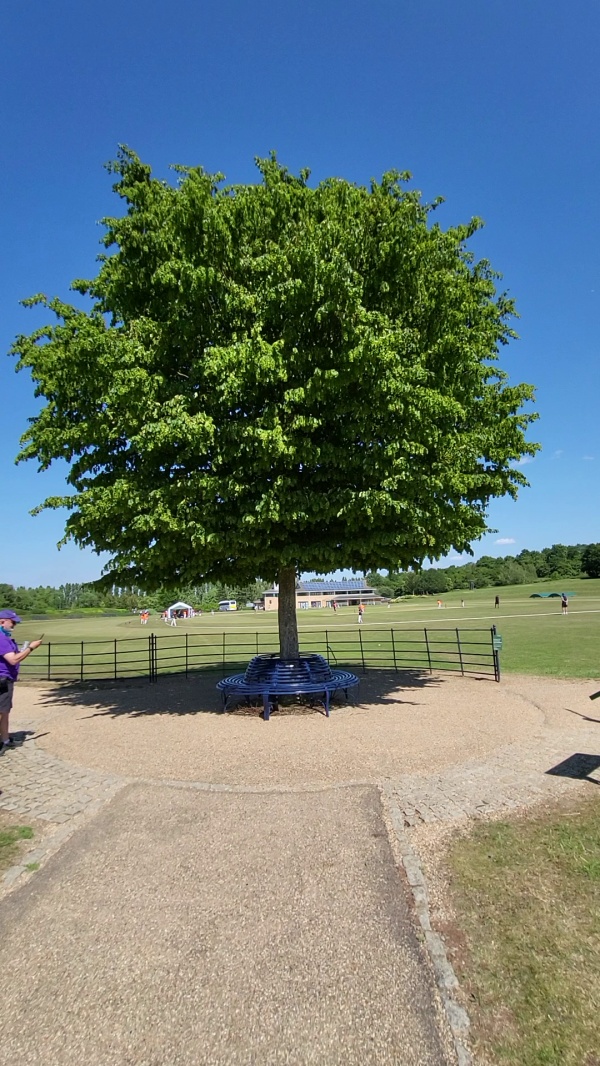photo de l'arbre