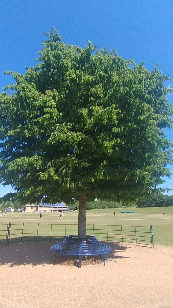 photo de l'arbre