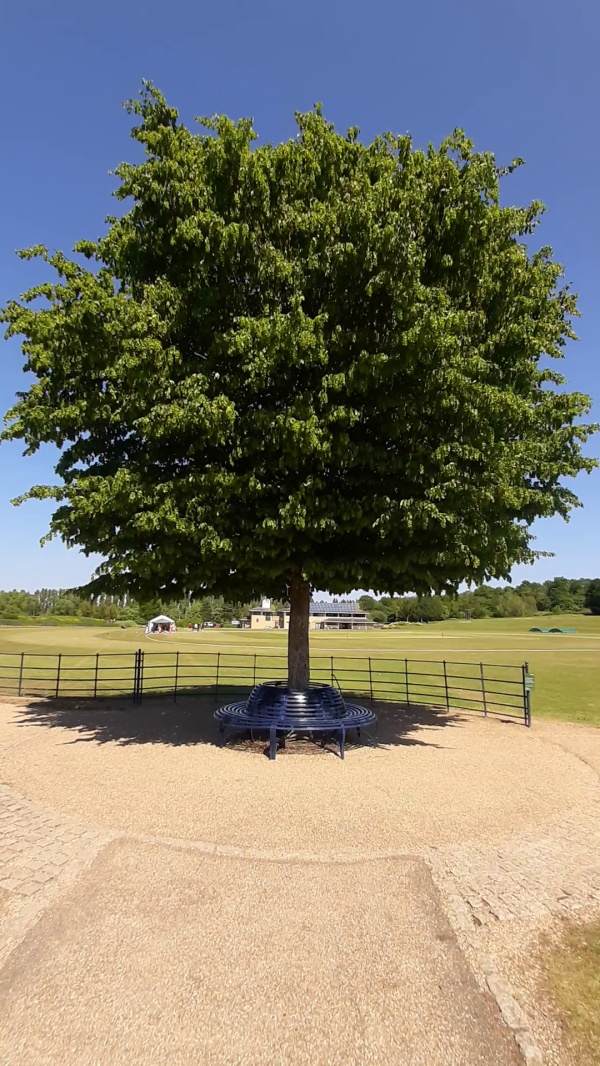 photo de l'arbre