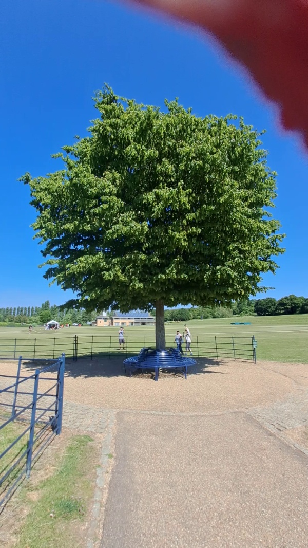 photo de l'arbre