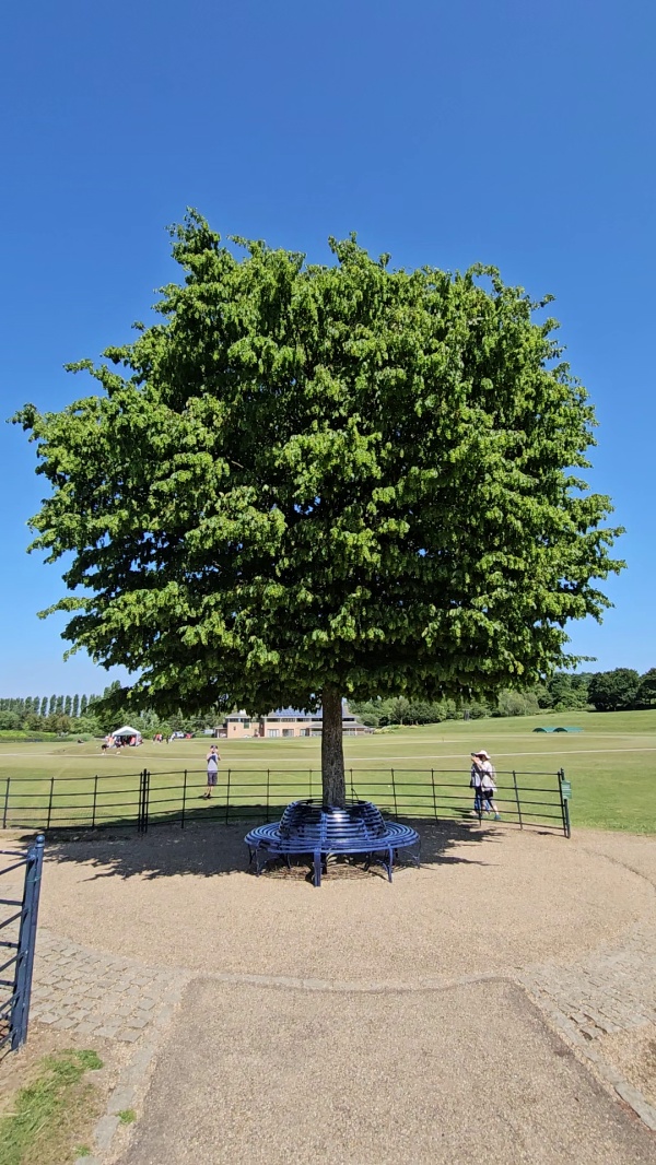 photo de l'arbre