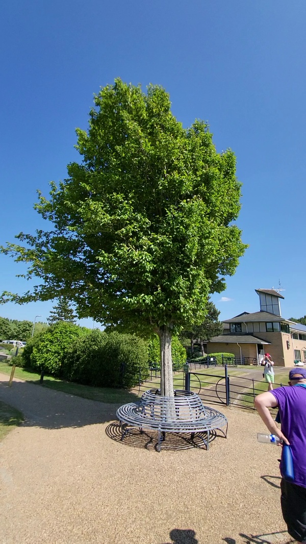 photo de l'arbre