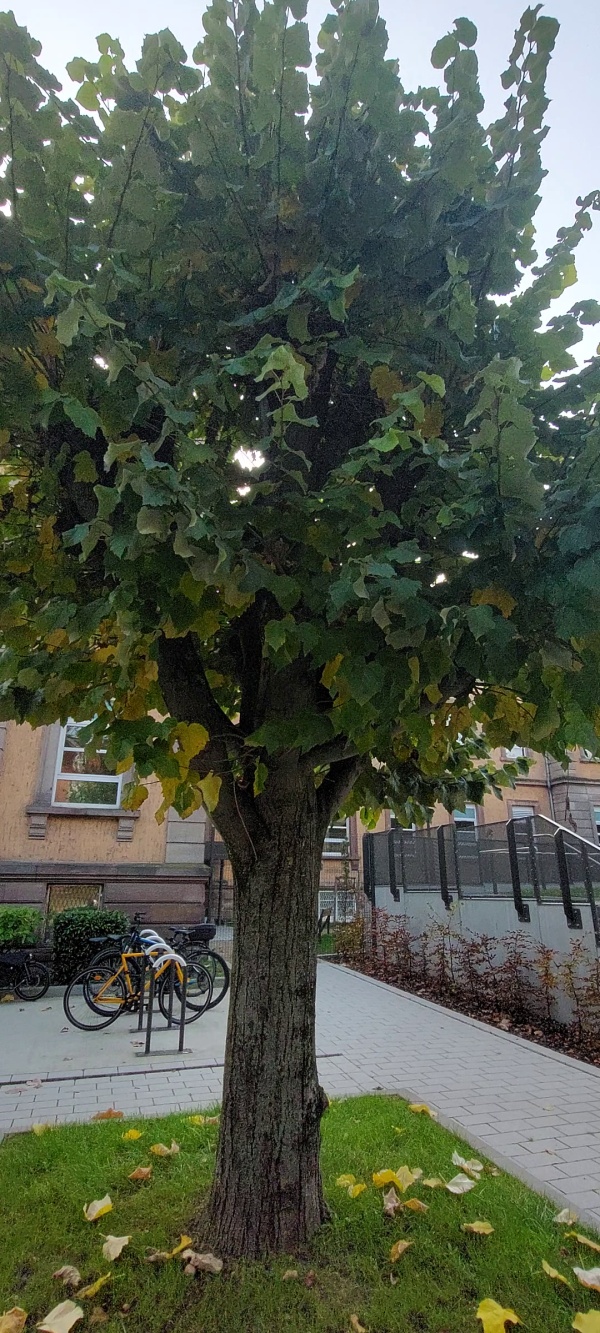 photo de l'arbre