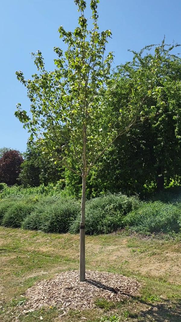 photo de l'arbre