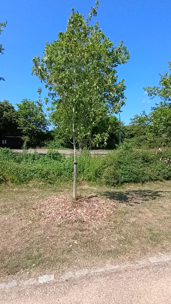 photo de l'arbre