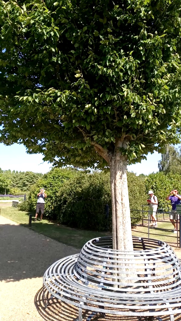 photo de l'arbre