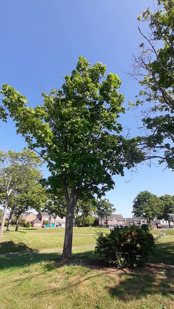 photo de l'arbre