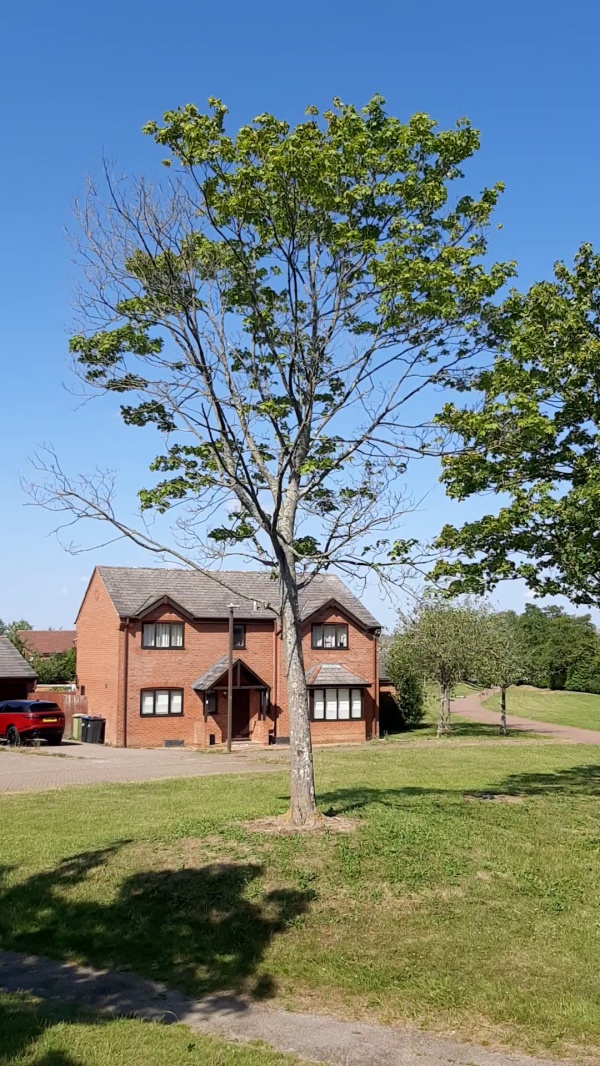 photo de l'arbre