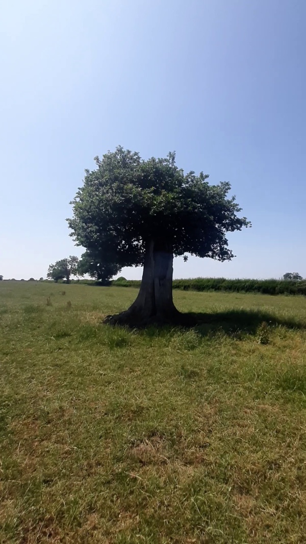 photo de l'arbre
