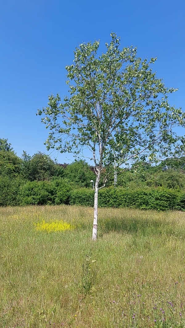 photo de l'arbre