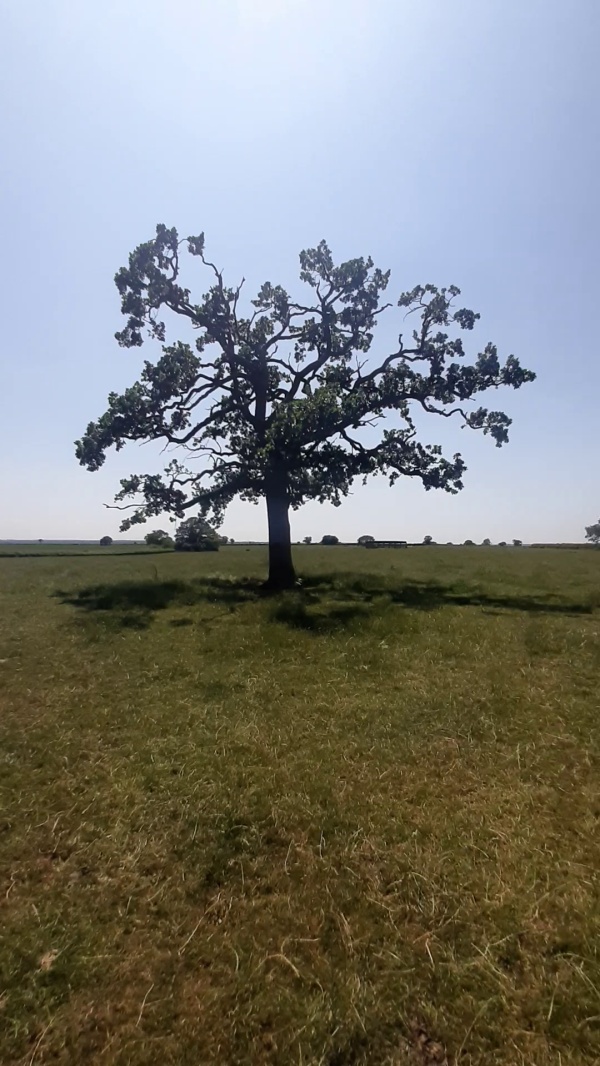 photo de l'arbre