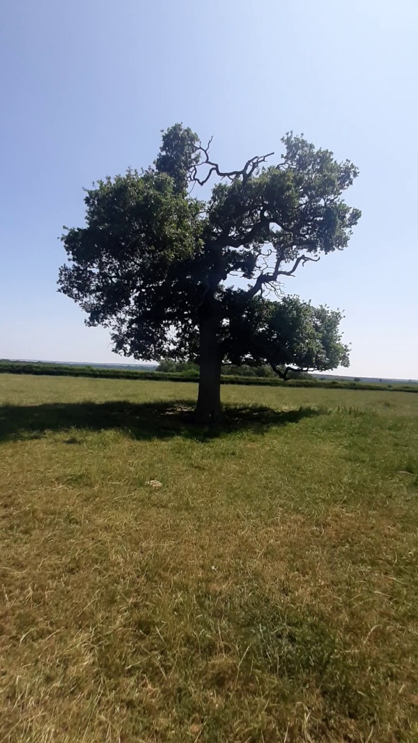 photo de l'arbre