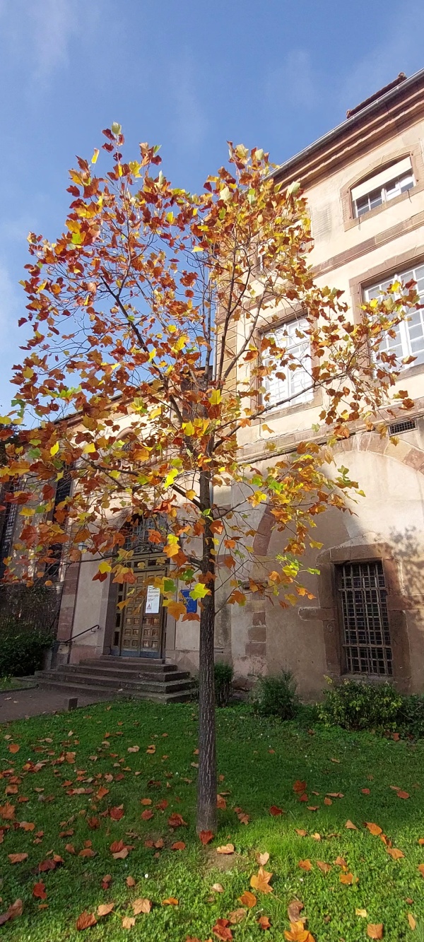 photo de l'arbre