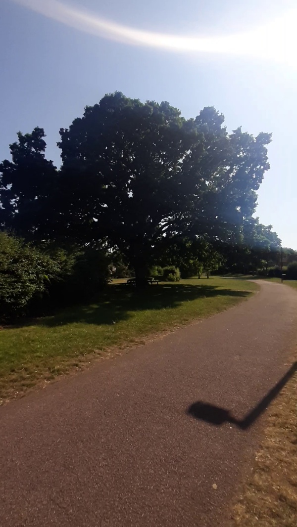 photo de l'arbre