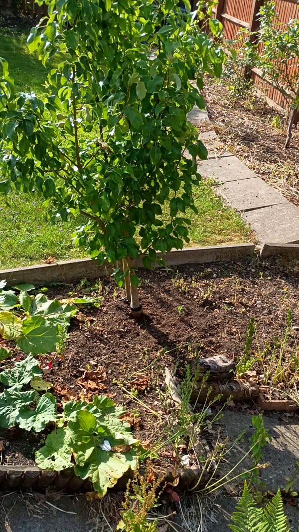 photo de l'arbre